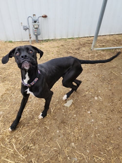 CHIPMUNK - Boxer / Great Dane available for adoption
