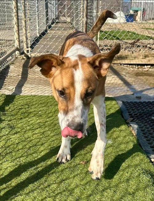 FROGGER - Terrier for adoption in Evansville