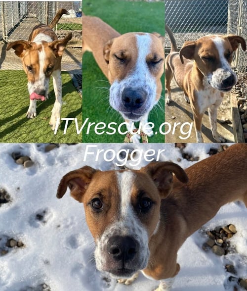 FROGGER - Terrier available for adoption