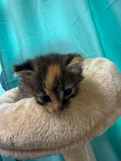 FIORA - Domestic Medium Hair available for adoption
