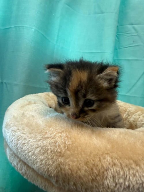 FIORA - Domestic Medium Hair available for adoption