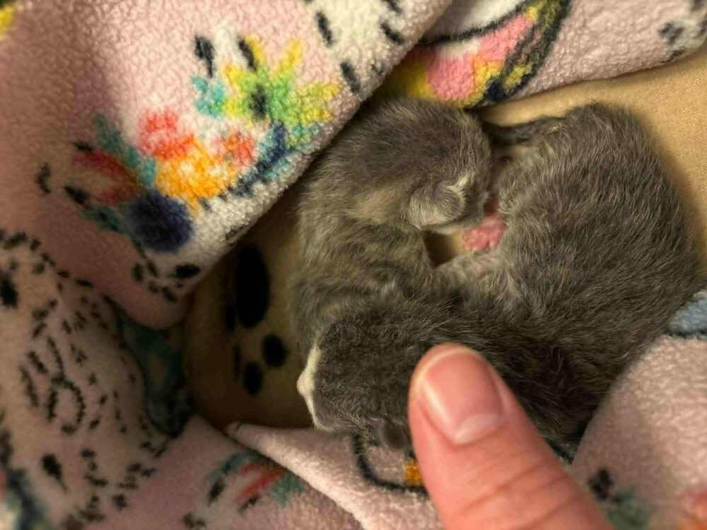 CORY - Domestic Short Hair available for adoption