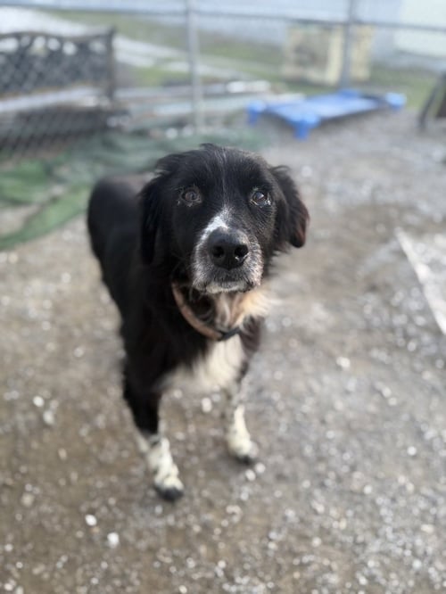 BUDDY RADLEE - Australian Shepherd / Border Collie available for adoption