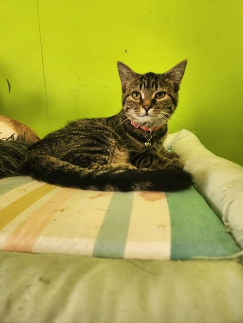 SWAT - Domestic Short Hair available for adoption