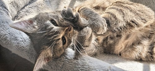 SWAT - Domestic Short Hair available for adoption