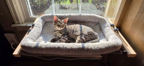 SWAT - Domestic Short Hair available for adoption