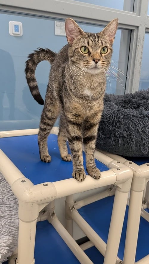 CICI - Domestic Short Hair available for adoption