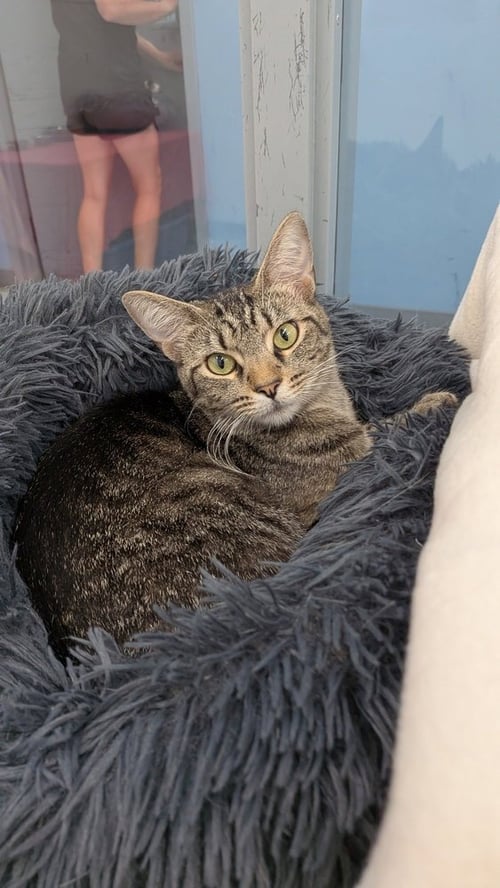 CICI - Domestic Short Hair available for adoption