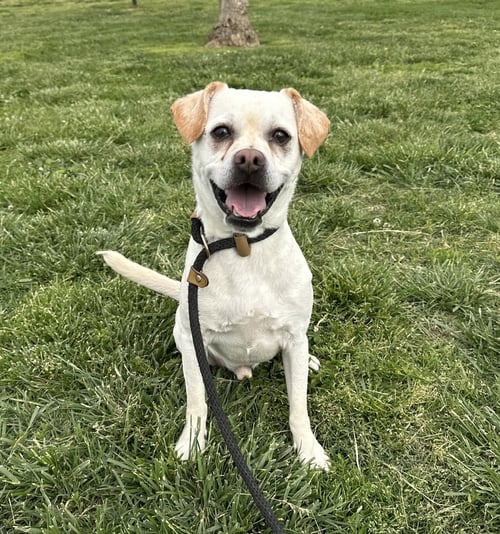 WAFFLE - Terrier available for adoption