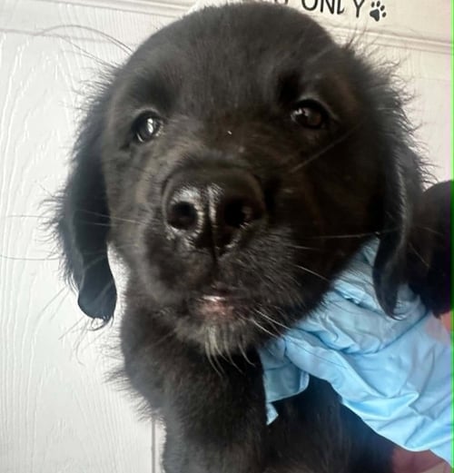 SPINO - Terrier available for adoption