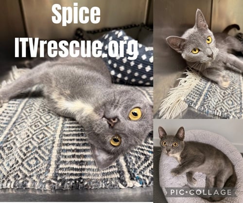 SPICE - Domestic Short Hair available for adoption