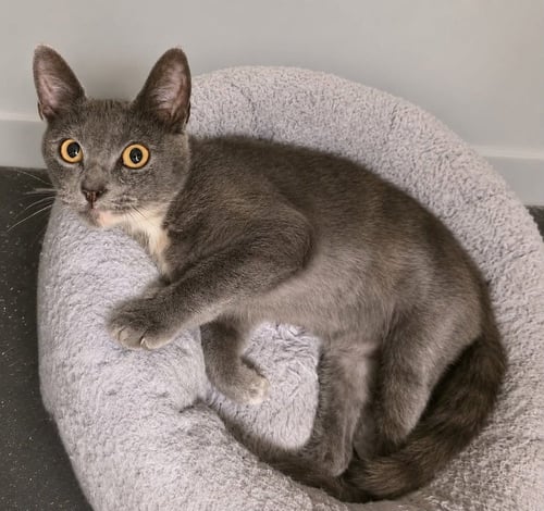 SPICE - Domestic Short Hair available for adoption