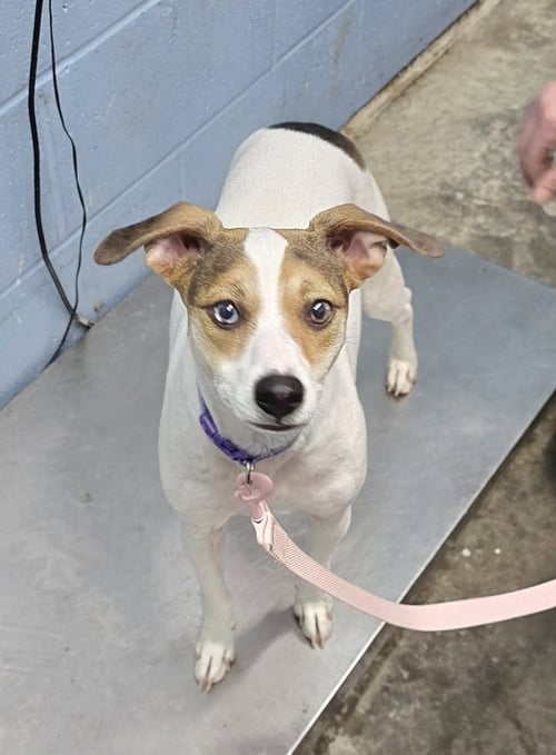 PEBBLE MARIE - Jack Russell Terrier available for adoption