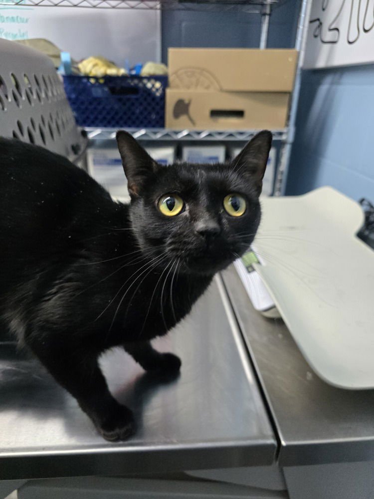 VAMPIRINA - Domestic Short Hair available for adoption