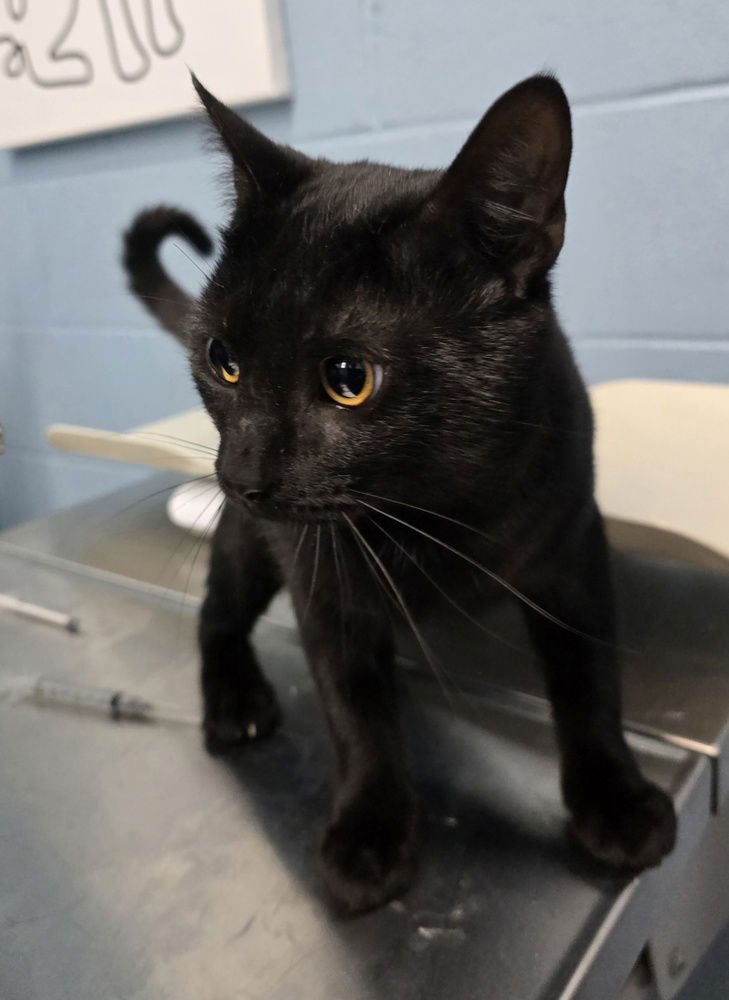 5 STAR - Domestic Short Hair available for adoption