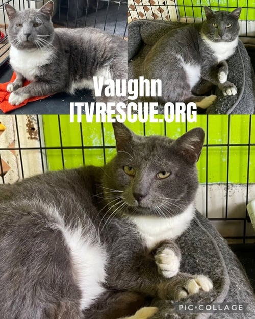 VAUGHN - Domestic Short Hair available for adoption