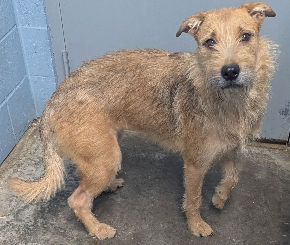 YELLOW - Terrier / German Shepherd Dog available for adoption