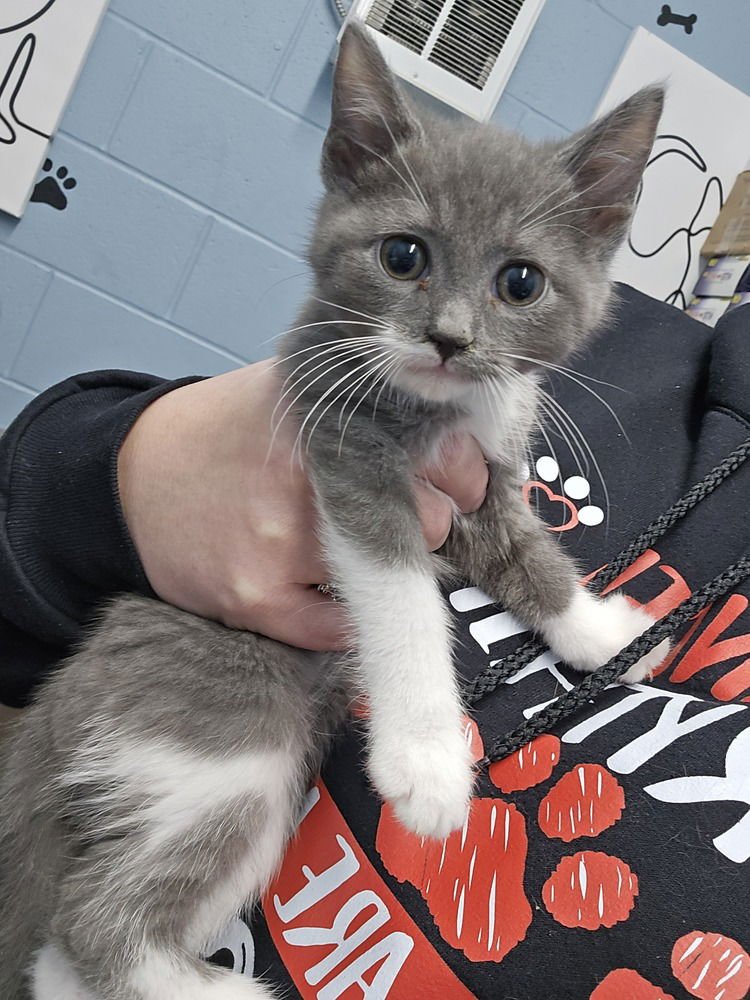 SAMSUNG - Domestic Short Hair available for adoption