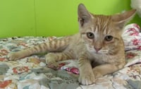 Evander - Photo 3