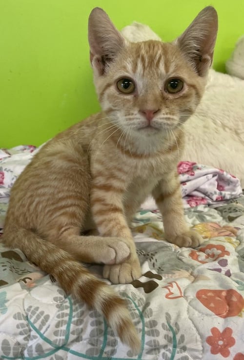 EVANDER - Domestic Short Hair available for adoption