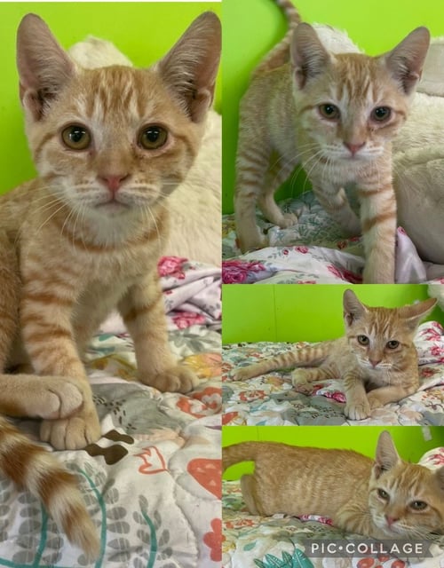 EVANDER - Domestic Short Hair available for adoption