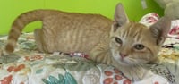 Evander - Photo 4