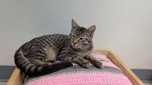 SPIKE - Domestic Short Hair available for adoption