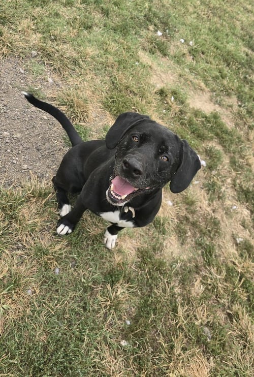 COOPER SHAMUS - Labrador Retriever available for adoption