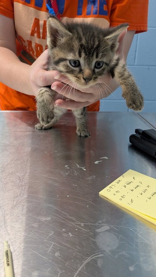 HEREFORD - Domestic Short Hair available for adoption