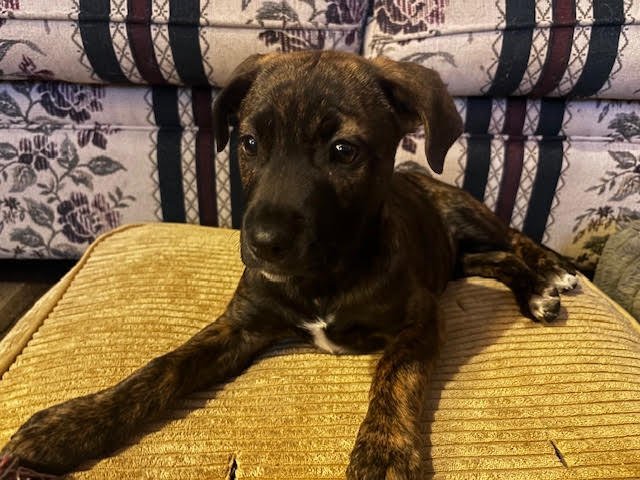 PEPSI - Terrier available for adoption