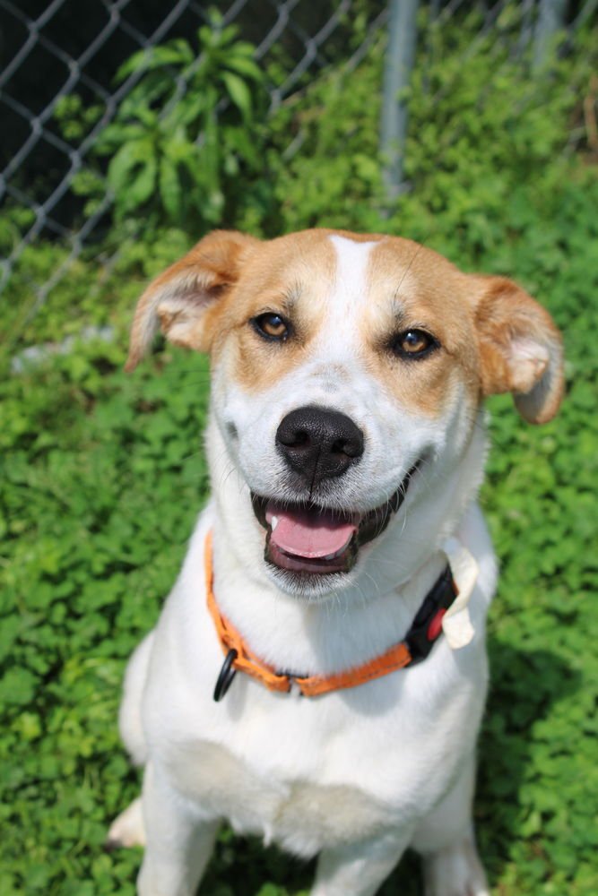 FAITH - Hound available for adoption