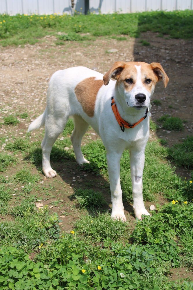 FAITH - Hound available for adoption