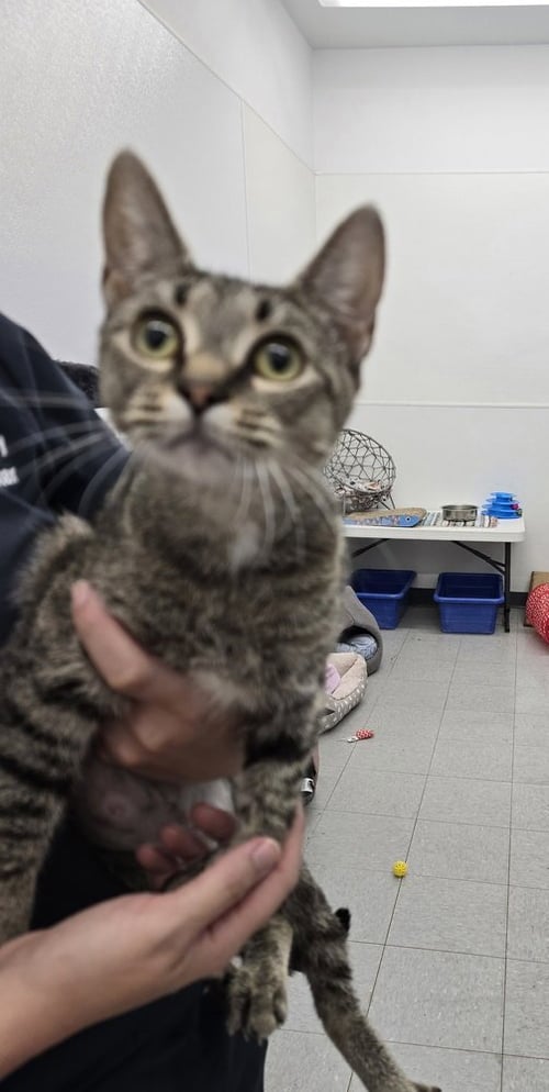 BERNICE - Domestic Short Hair available for adoption