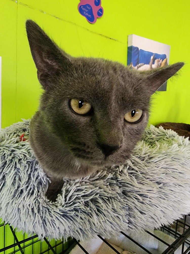 LIN LIN - Russian Blue available for adoption