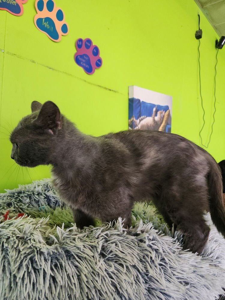 LIN LIN - Russian Blue available for adoption