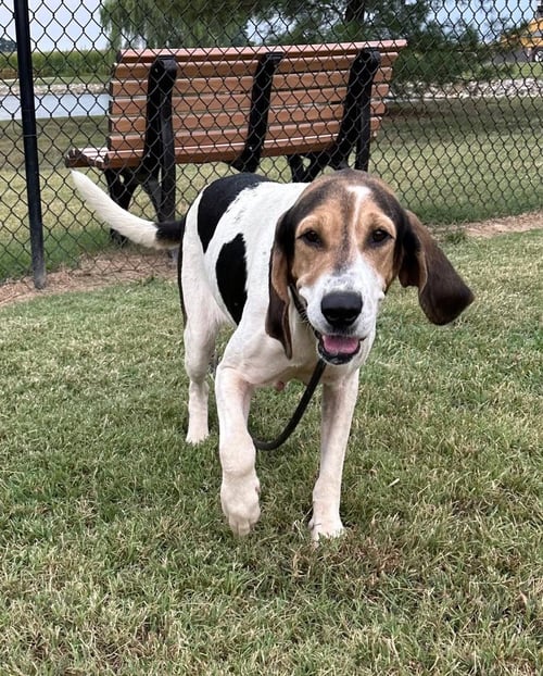 CINDY LOU - Coonhound available for adoption