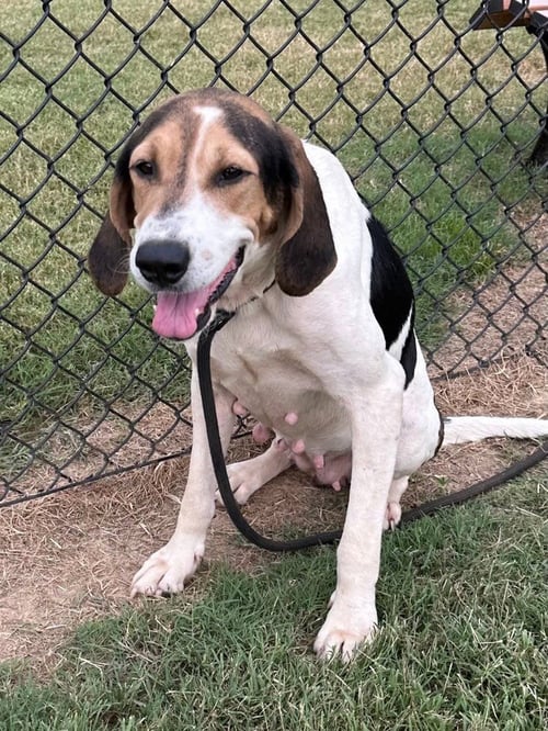 CINDY LOU - Coonhound available for adoption