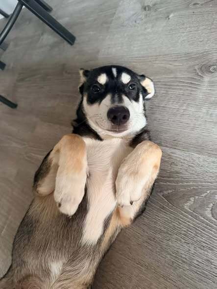 JOE - Husky / Collie available for adoption