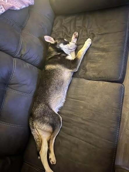 JOE - Husky / Collie available for adoption