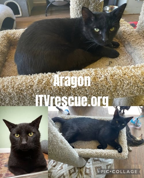 ARAGON - Domestic Short Hair available for adoption