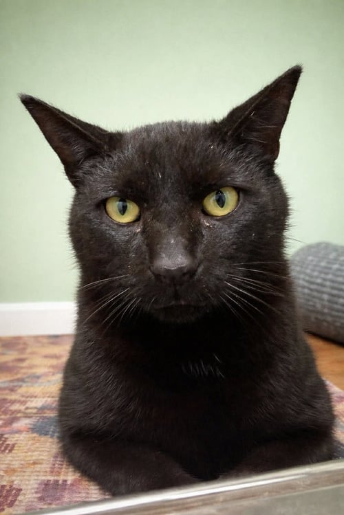 ARAGON - Domestic Short Hair available for adoption