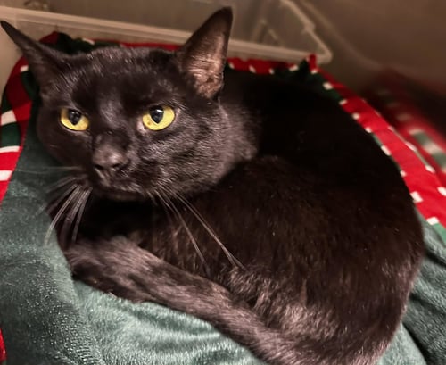 INKY - Domestic Short Hair for adoption in Evansville