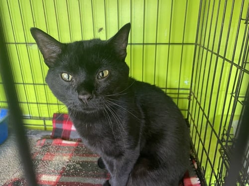 INKY - Domestic Short Hair available for adoption