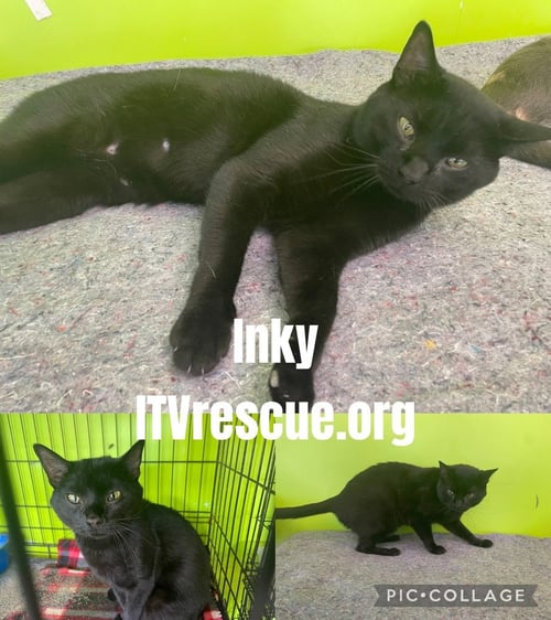 INKY - Domestic Short Hair available for adoption