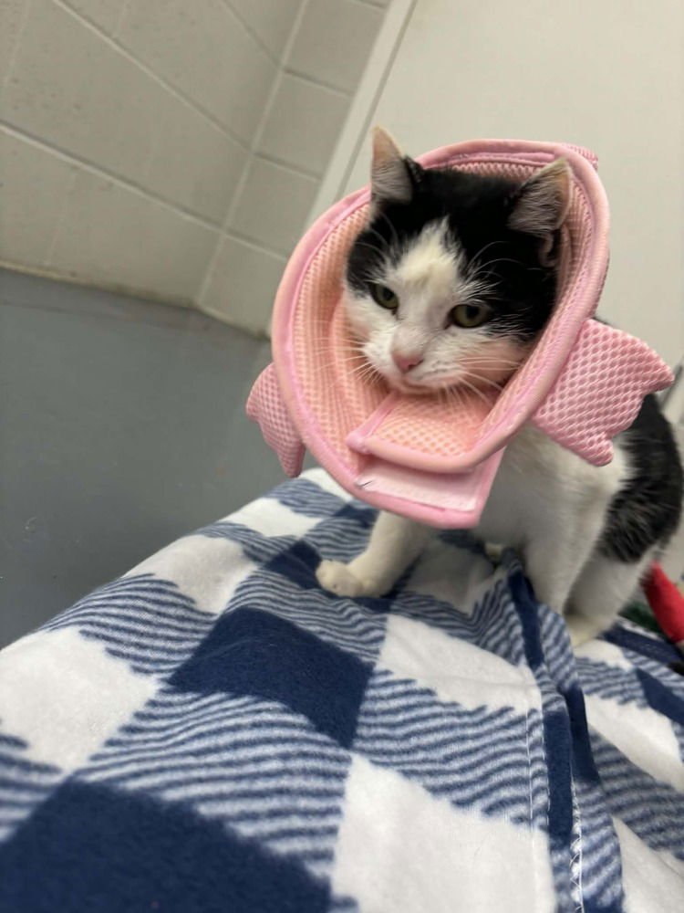 LEGO - Domestic Short Hair available for adoption