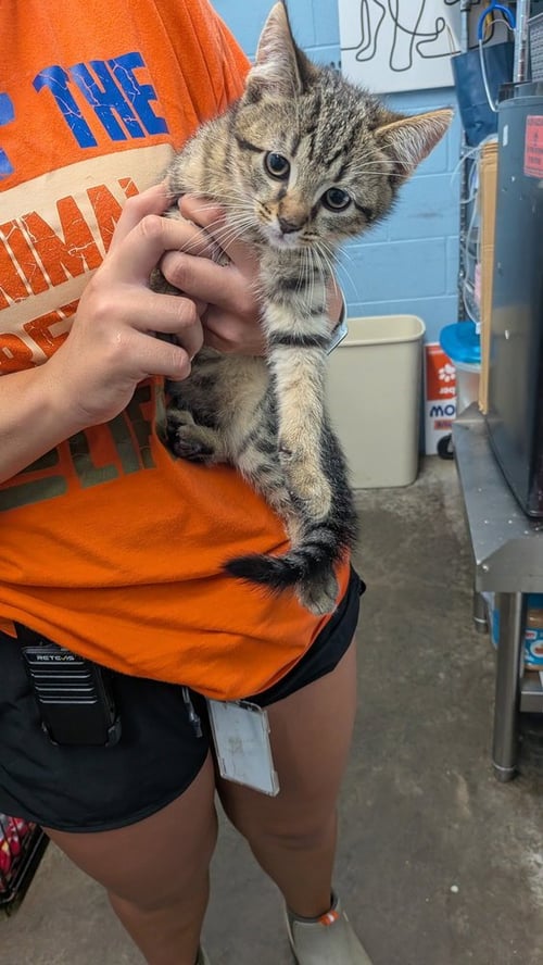 SCARAB - Domestic Short Hair available for adoption