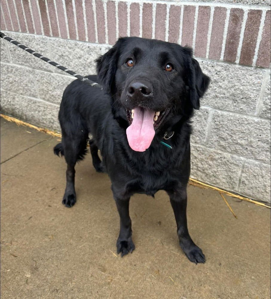 BLAKE - Rottweiler / Husky available for adoption