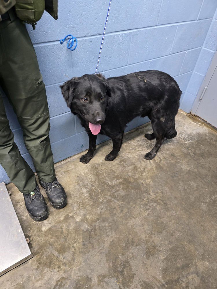 BLAKE - Rottweiler / Husky available for adoption