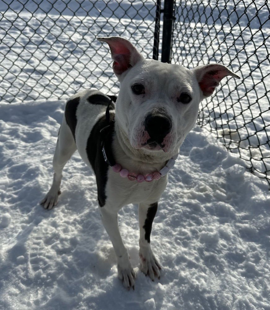 MIRASOL - Pit Bull Terrier available for adoption