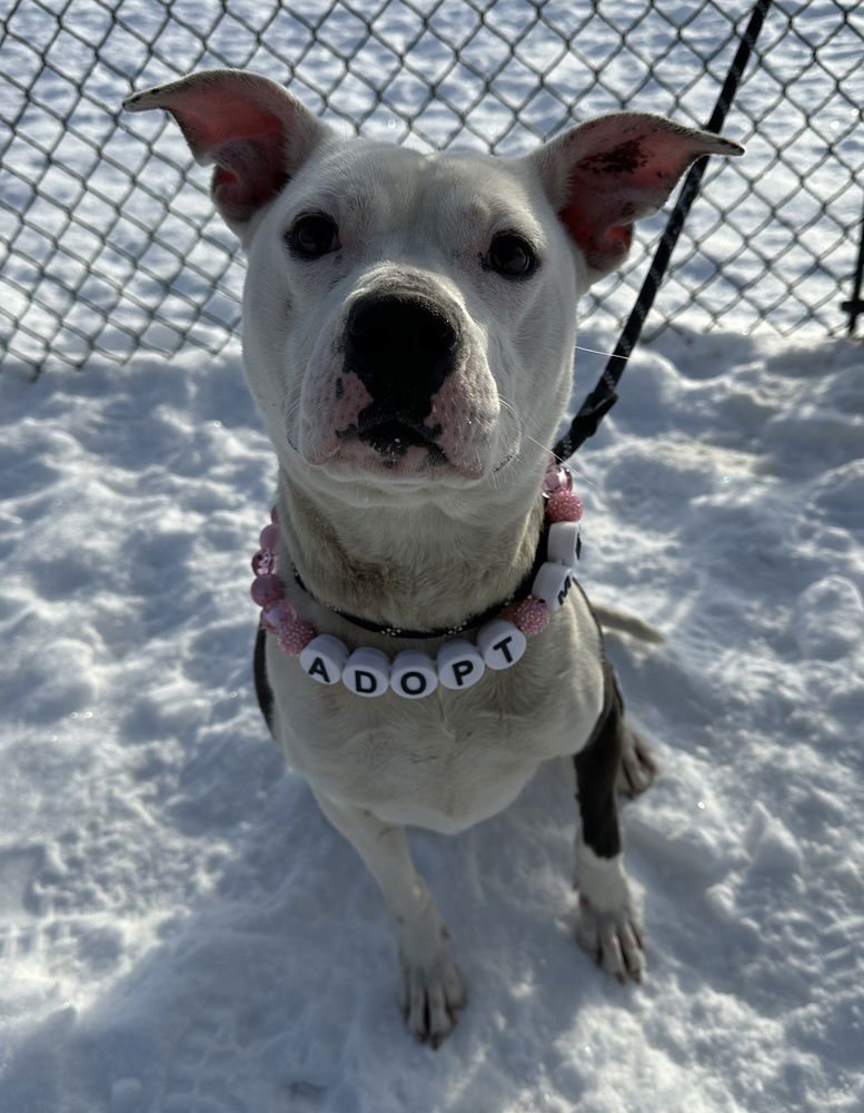 MIRASOL - Pit Bull Terrier available for adoption